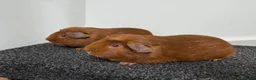 Guinea Pig rodents for sale: Guinea pigs  - Advert 9