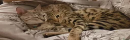 Mixed Breed cats for sale: Rehoming 4 year old Bengal/Savannah cross in Cardiff - Advert 9