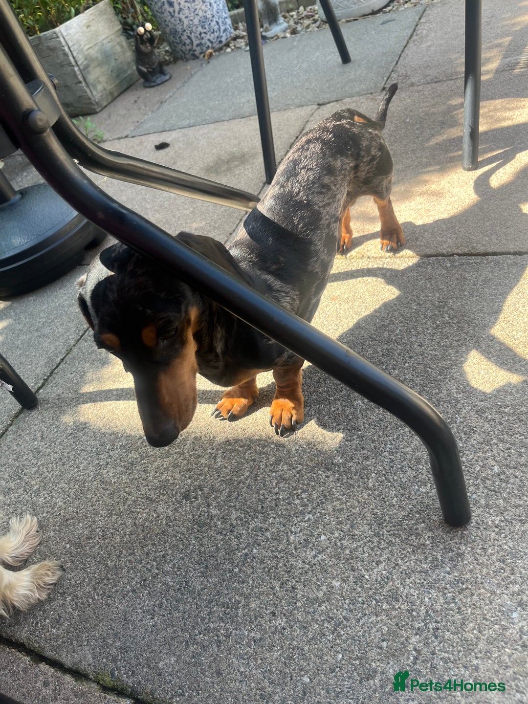 Mixed Breed dogs for sale: Maltese Cross Miniature Dachshund  - Advert 16