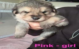 German Shepherd dogs for sale: Shepherd puppies for sale  - Image 8