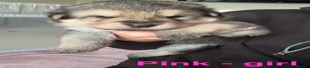 German Shepherd Puppy 4