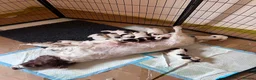 English Springer Spaniel dogs for sale: Pedigree English Springer Spaniel Puppies - Advert 3