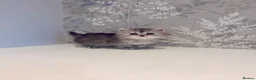 Persian cats for sale: 🐾 Stunning Pure Persian Kittens – Simba & Kovu 🐾 - Advert 29