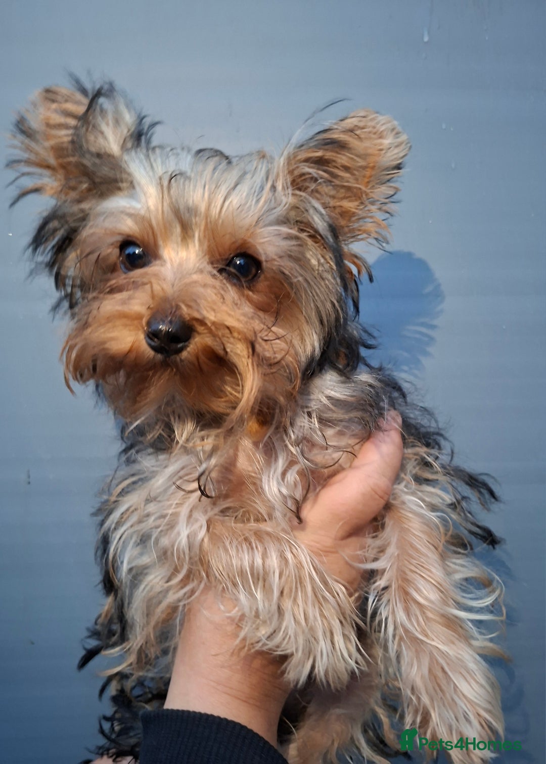 Yorkshire Terrier dogs for sale: Beautiful Toy Yorkshire Terrier puppies - Image 5