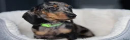 Miniature Dachshund dogs for sale: KC Miniature Dachshund puppies  - Advert 10