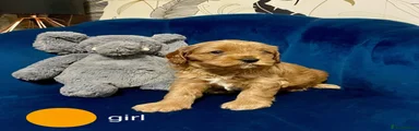 Cavapoo 1