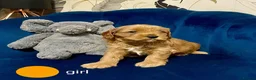 Cavapoo dogs for sale: Stunning Red toy F2B cavapoo - Advert 15