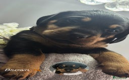 Mixed Breed dogs for sale: Rare hybrid dachsweiler pups - Image 4