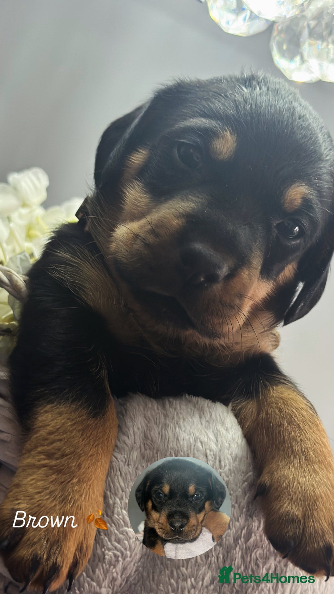 Mixed Breed dogs for sale: Rare hybrid dachsweiler pups - Image 4