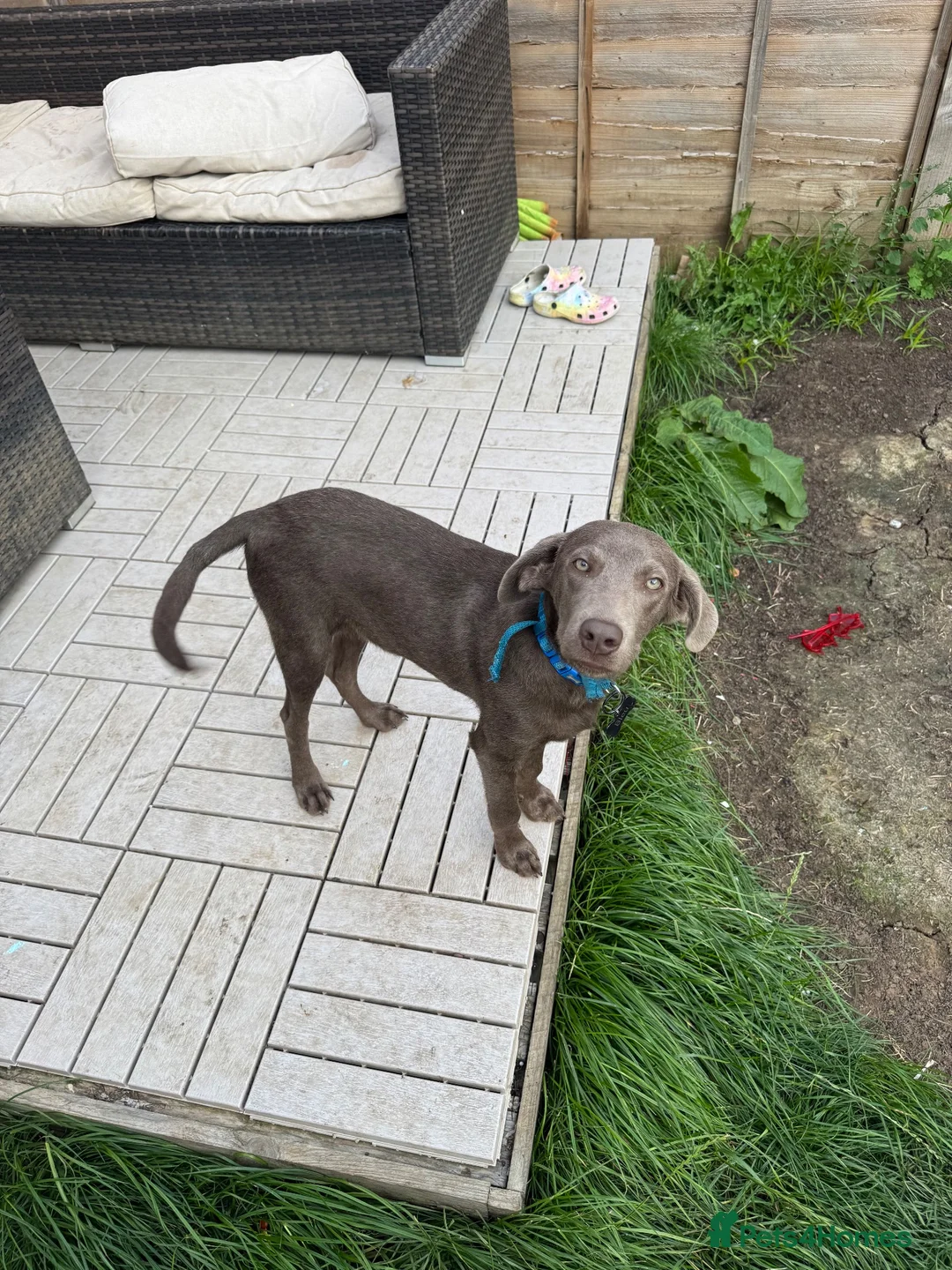 Labrador Retriever dogs for sale: Labrador retriever  - Advert 2