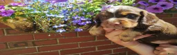 Cocker Spaniel dogs for sale: Cocker Spaniel Puppies  - Advert 16