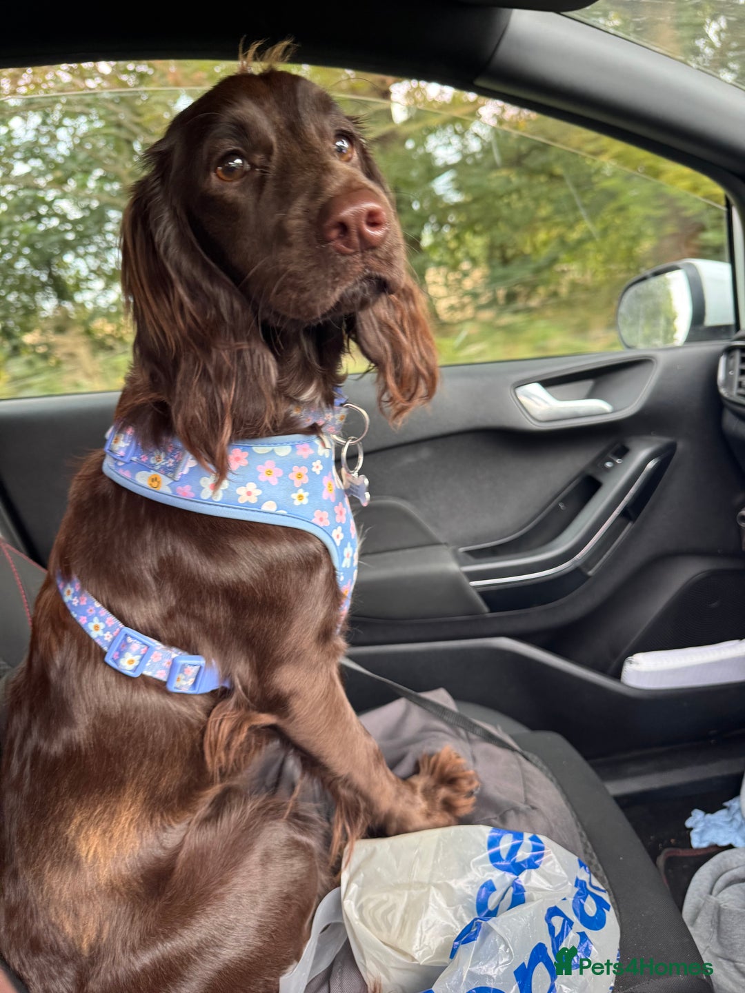 Mixed Breed dogs for sale: Family dog for rehoming  - Advert 1