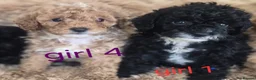 Toy Poodle dogs for sale: Toy poodle 🐩 kc registered mum and dad  in Chester - Advert 27