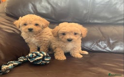 Poochon dogs for sale: Gorgeous Poochon puppies  - Image 7