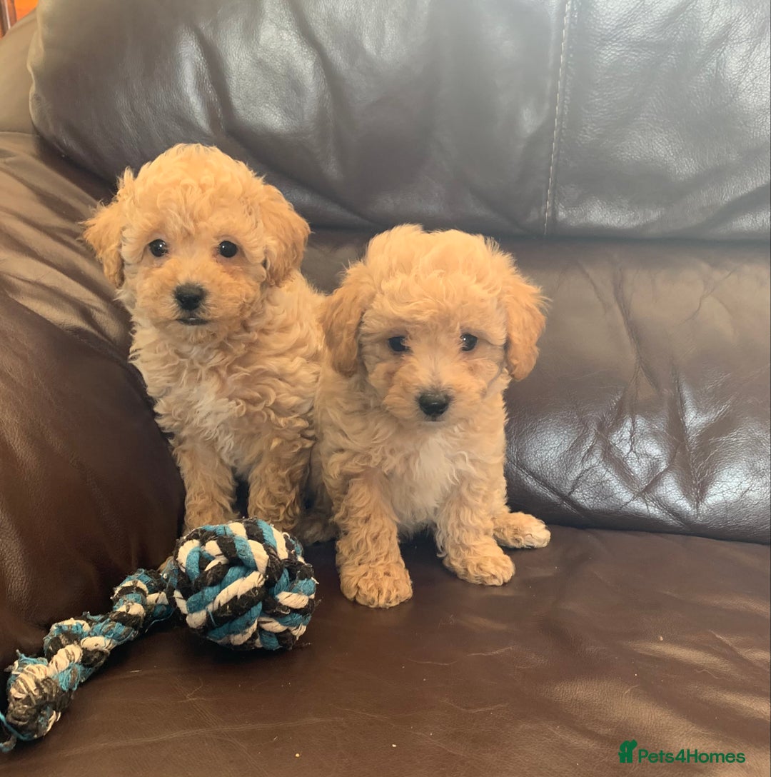 Poochon dogs for sale: Gorgeous Poochon puppies  - Image 7