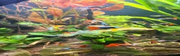 Live Bearers fish for sale: Colourful Guppy fish -vibrant and healthy M/F avai in Bristol - Advert 5