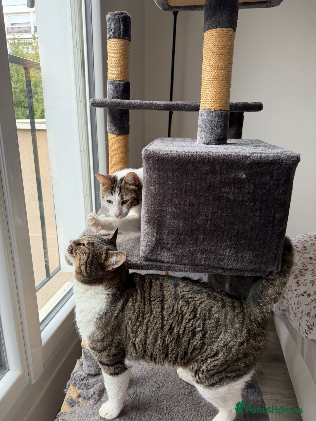 Mixed Breed cats for adoption: They Survived. Now They’re Ready to Be Loved - Advert 8