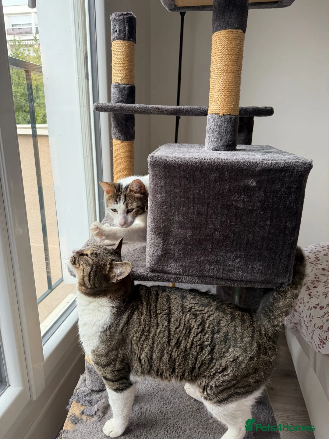 Mixed Breed cats for adoption: They Survived. Now They’re Ready to Be Loved - Advert 8