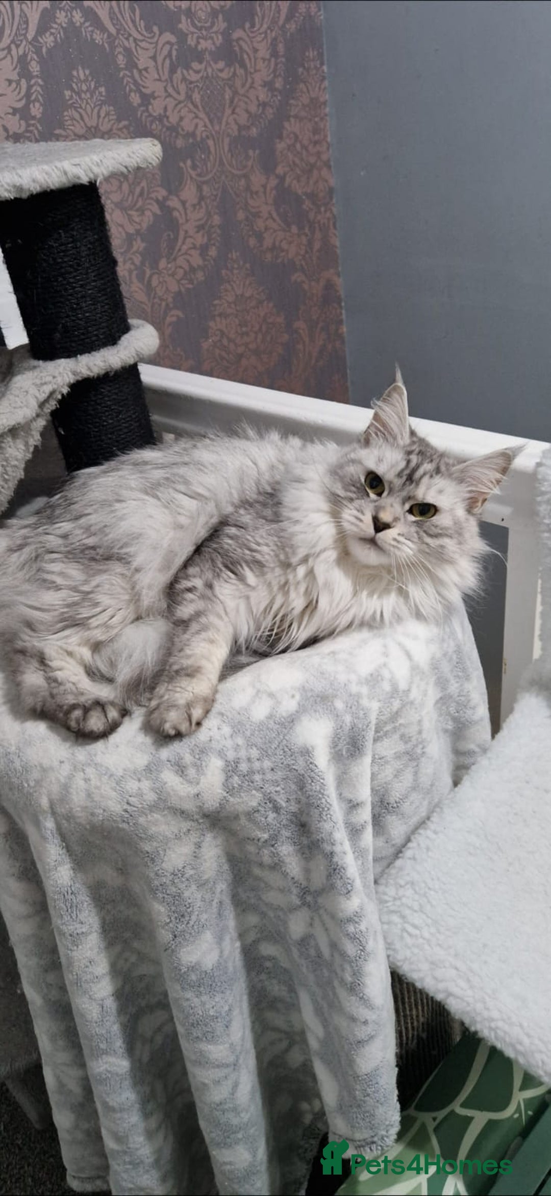 Maine Coon cats for sale: ** Last 2** Shaded line GCCF Registered Mainecoons - Image 25