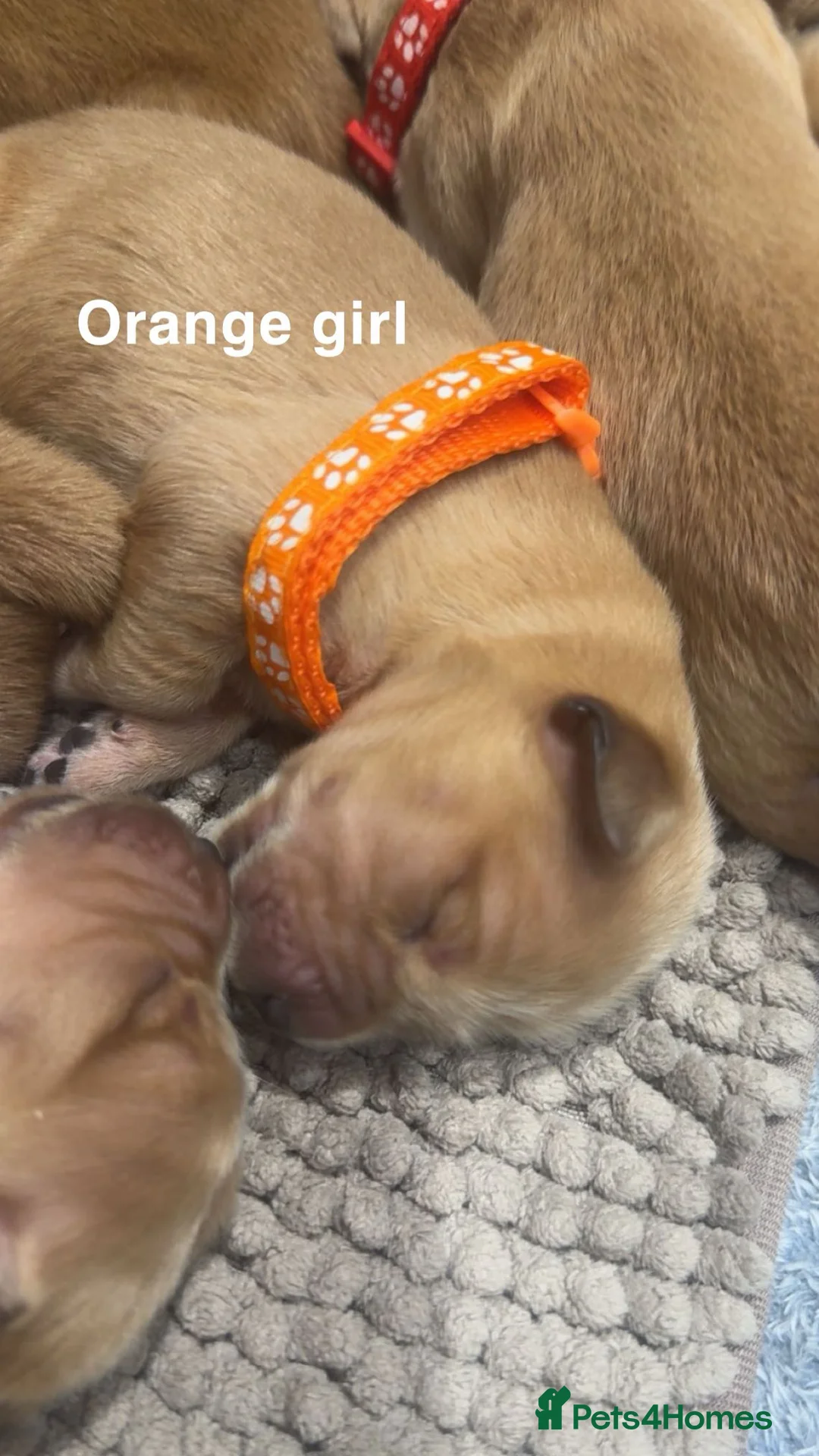 Golden Retriever dogs for sale: Stunning KC Golden Retrievers - Advert 9