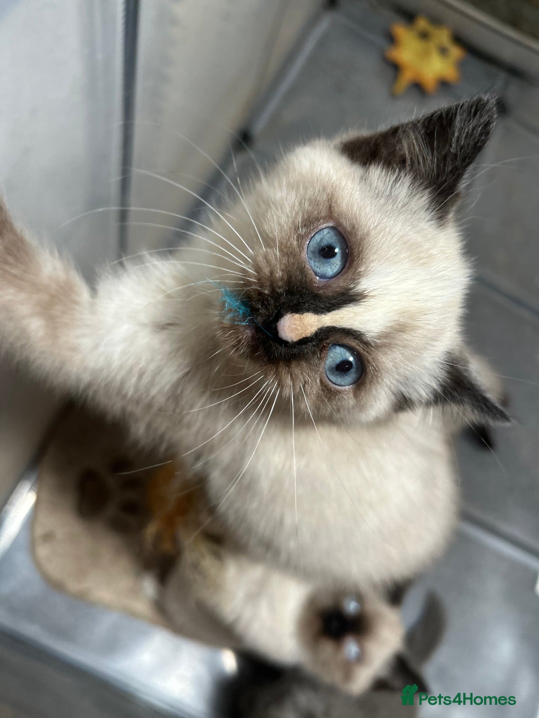 British Shorthair cats for sale: TICA Active BSH Colourpoint Kittens - Advert 7