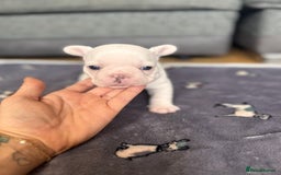 French Bulldog dogs for sale: KC FRENCH BULLDOG PUPPIES - READY NOW - Image 16