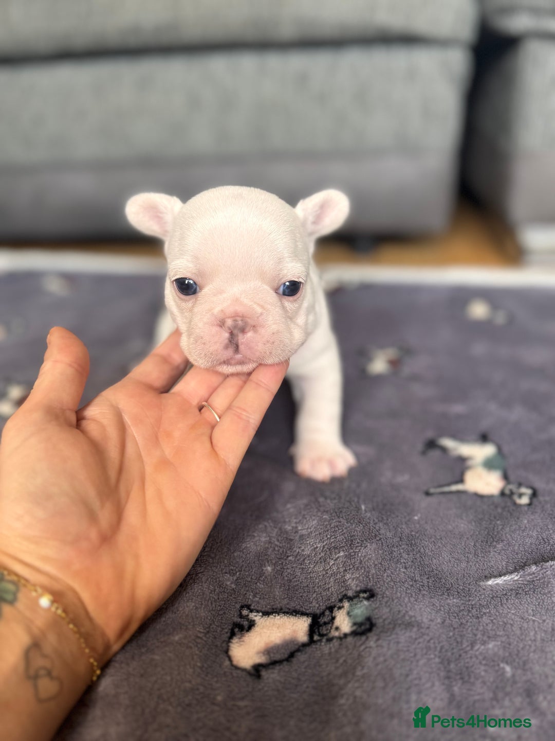 French Bulldog dogs for sale: KC FRENCH BULLDOG PUPPIES - READY NOW - Image 16