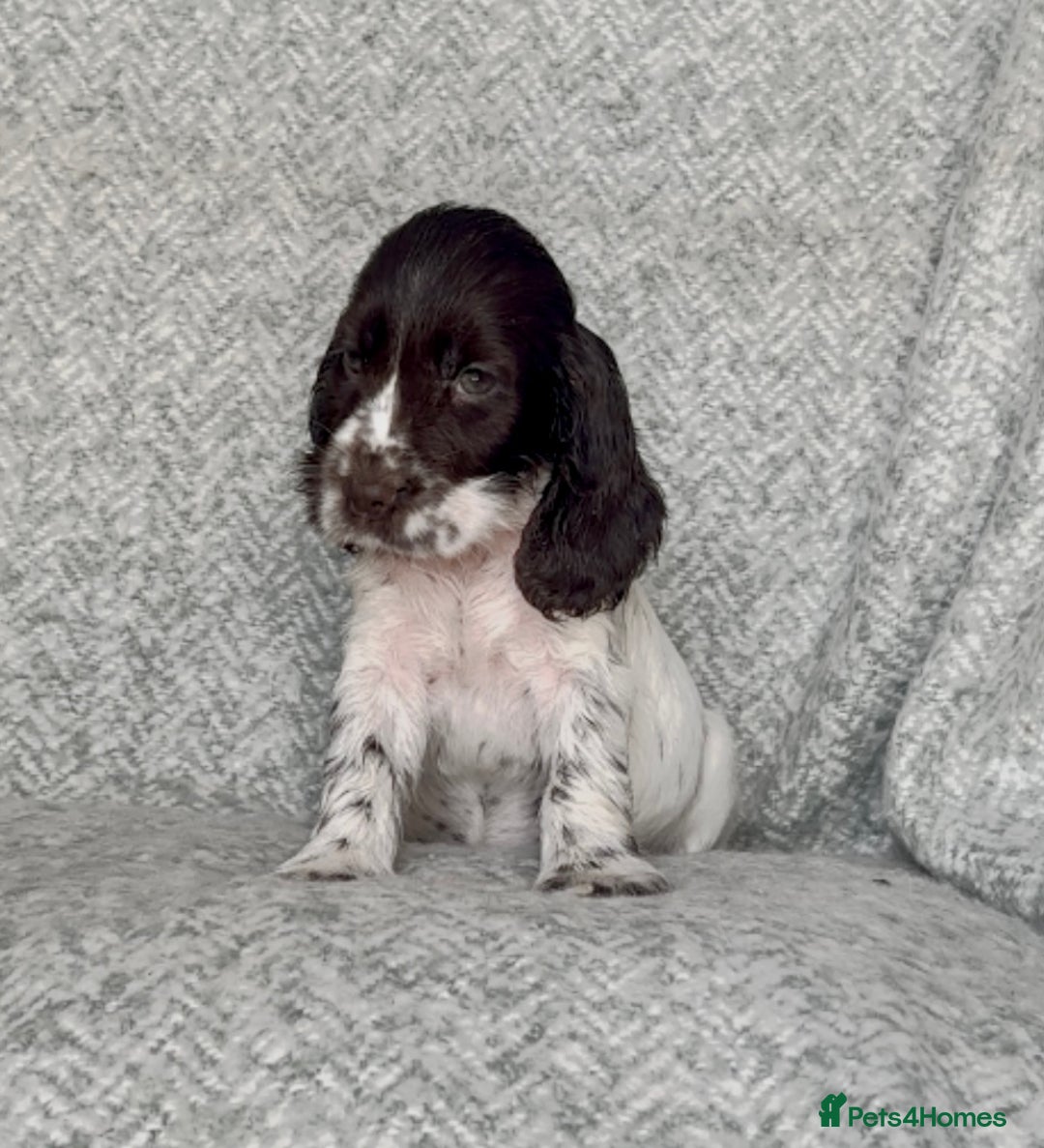 Cocker Spaniel dogs for sale: Ready Now! KC Show Type Cocker Spaniel Pups  - Image 8