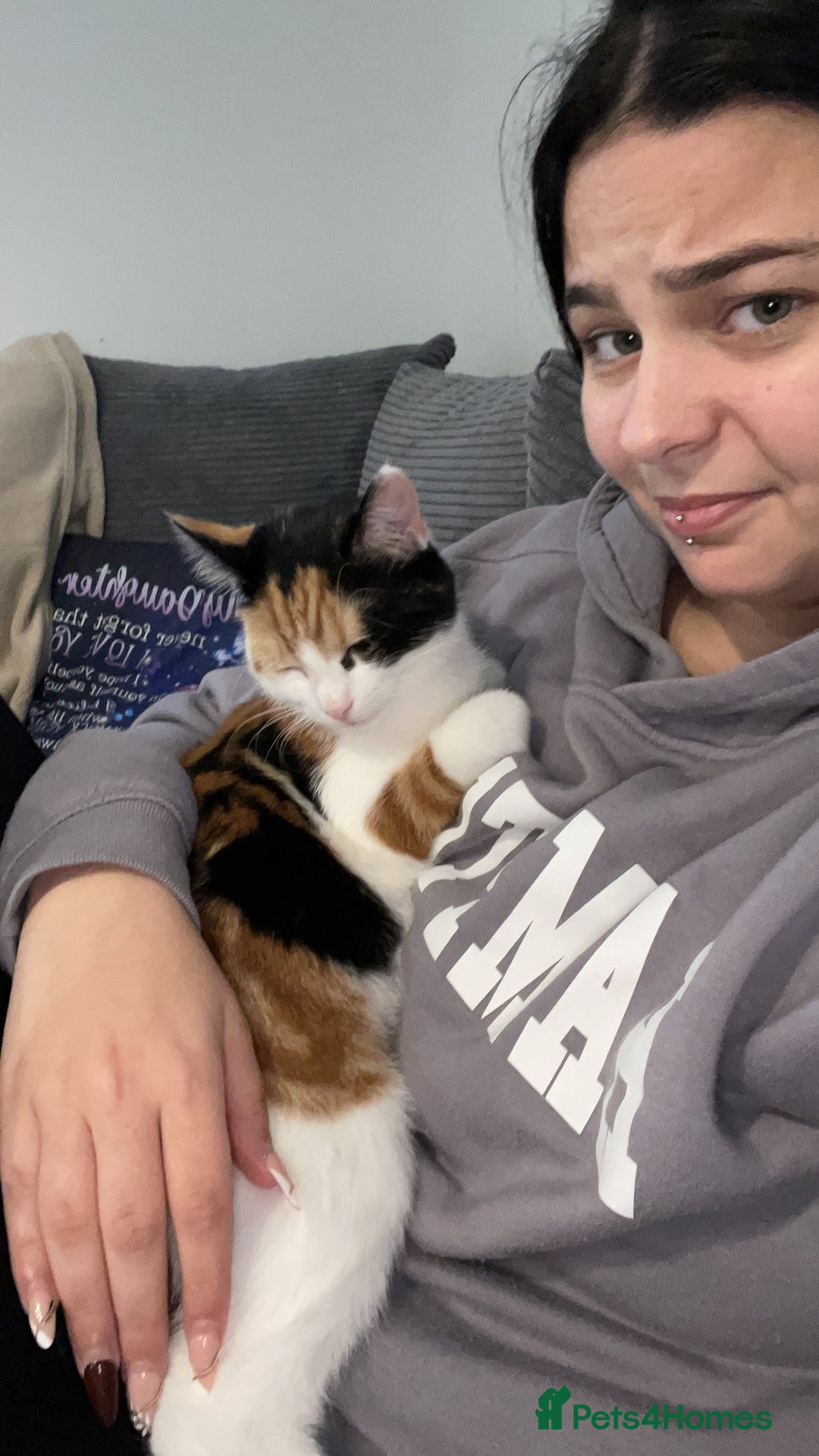 Domestic Shorthair cats for sale: female kitten - Advert 9