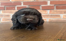 Cocker Spaniel dogs for sale: 🐾🐶 SHOW TYPE COCKER SPANIELS🐶🐾 - Image 13