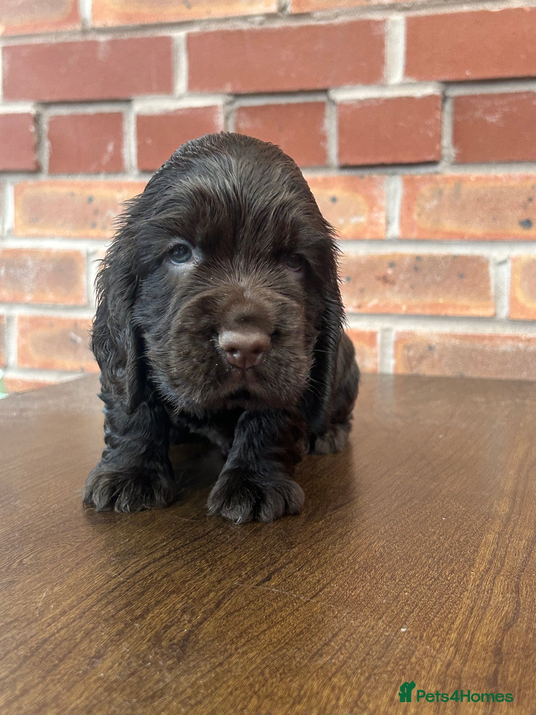 Cocker Spaniel dogs for sale: 🐾🐶 SHOW TYPE COCKER SPANIELS🐶🐾 - Image 13