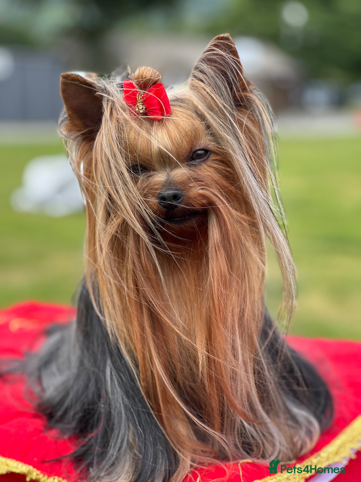 Yorkshire Terrier dogs KC REG UK Champion 🏆Yorkshire terrier for STUD - Advert 23