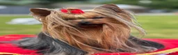 Yorkshire Terrier dogs for stud: KC REG UK Champion 🏆Yorkshire terrier for STUD - Advert 3