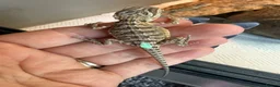 Bearded Dragon reptiles for sale: Baby bearded dragons - Advert 14