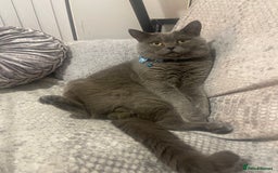 British Shorthair cats for stud: For stud - Advert 4