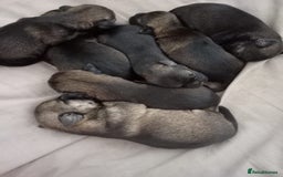 Border Terrier dogs for sale: Slem clear stunning boarder terrier puppies  - Image 2