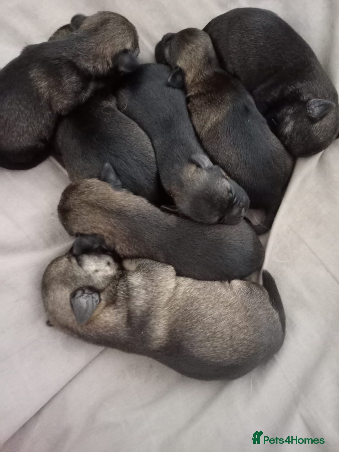 Border Terrier dogs for sale: Slem clear stunning boarder terrier puppies  - Image 2