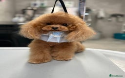 Maltipoo dogs for sale: 🧸🩷 Incredible Asian Maltipoo GIRLS 🩷🧸 - Image 10