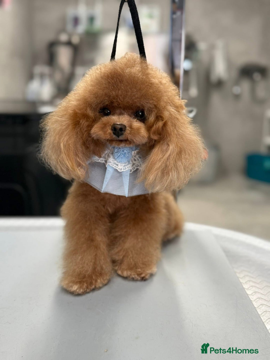 Maltipoo dogs for sale: 🧸🩷 Incredible Asian Maltipoo GIRLS 🩷🧸 - Image 10