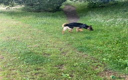 Mixed Breed dogs for sale: German Shepard/ Rottweiler  - Image 5