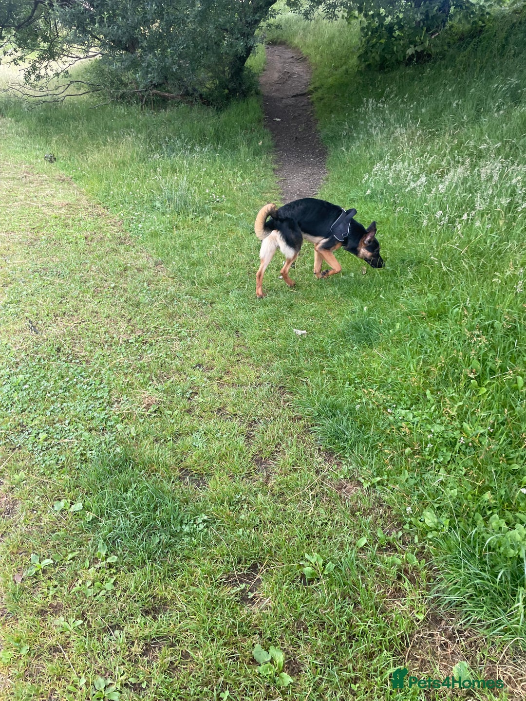 Mixed Breed dogs for sale: German Shepard/ Rottweiler  - Image 5