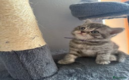 Scottish Fold cats for sale: Scottish fold kittens  - Image 12