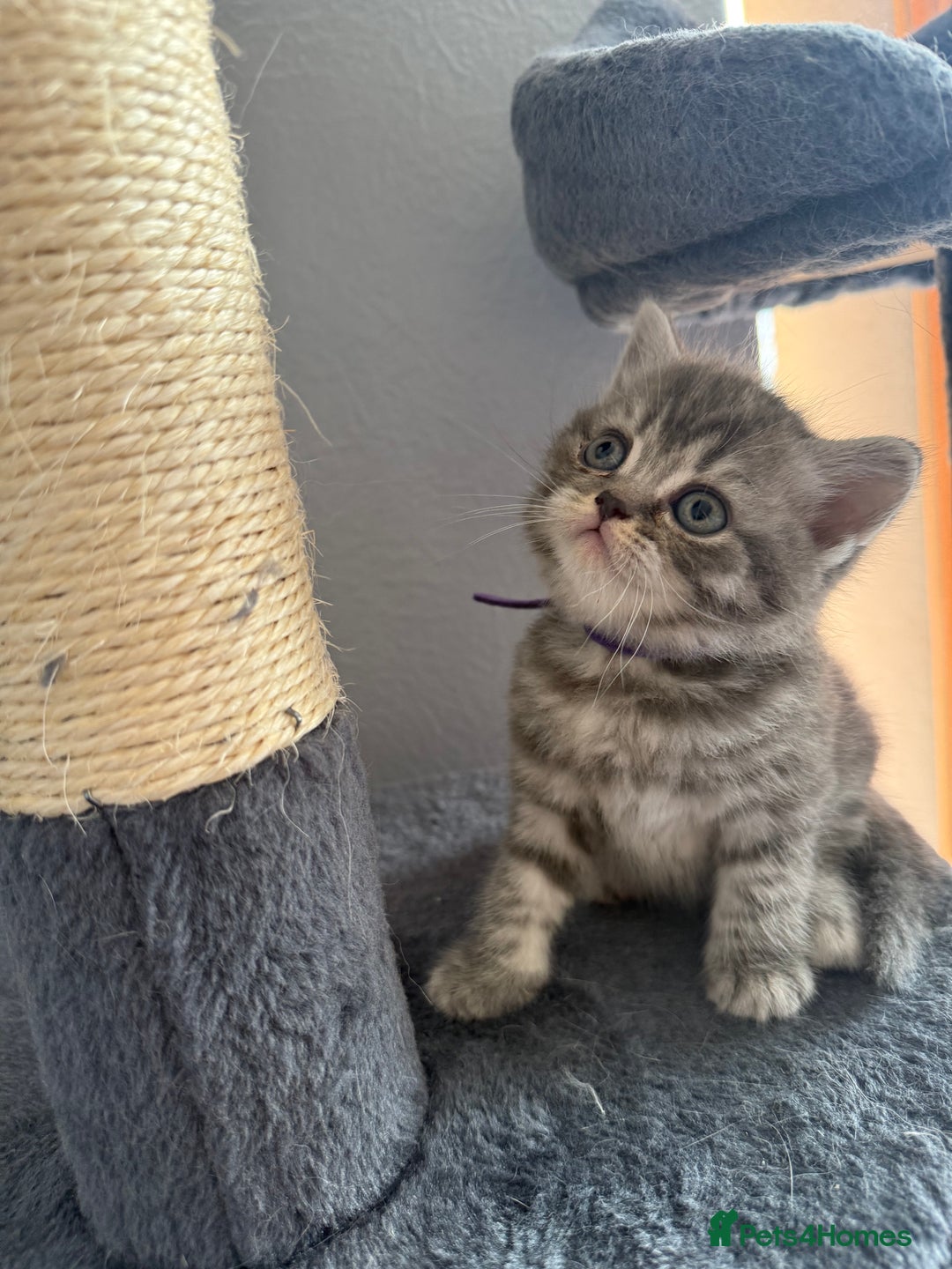 Scottish Fold cats for sale: Scottish fold kittens  - Image 12