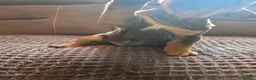 English Bulldog dogs for sale: English bulldogs for sale - Advert 26