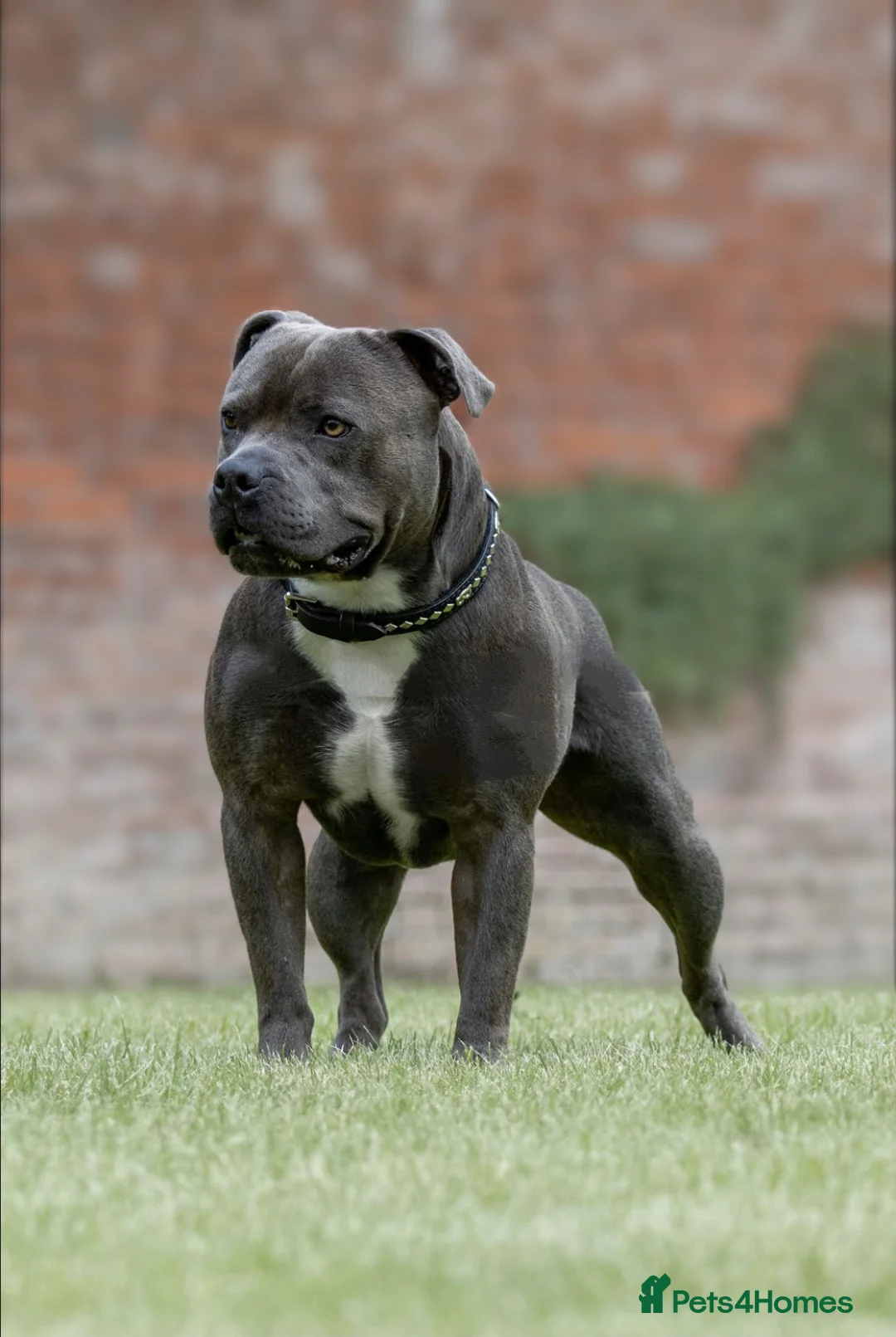 Staffordshire Bull Terrier dogs for stud: Bruno – Quality British lines Staffordshire bull t in Basingstoke - Advert 1