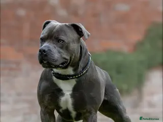 Staffordshire Bull Terrier dogs Bruno – Quality British lines Staffordshire bull t in Basingstoke - Advert 10