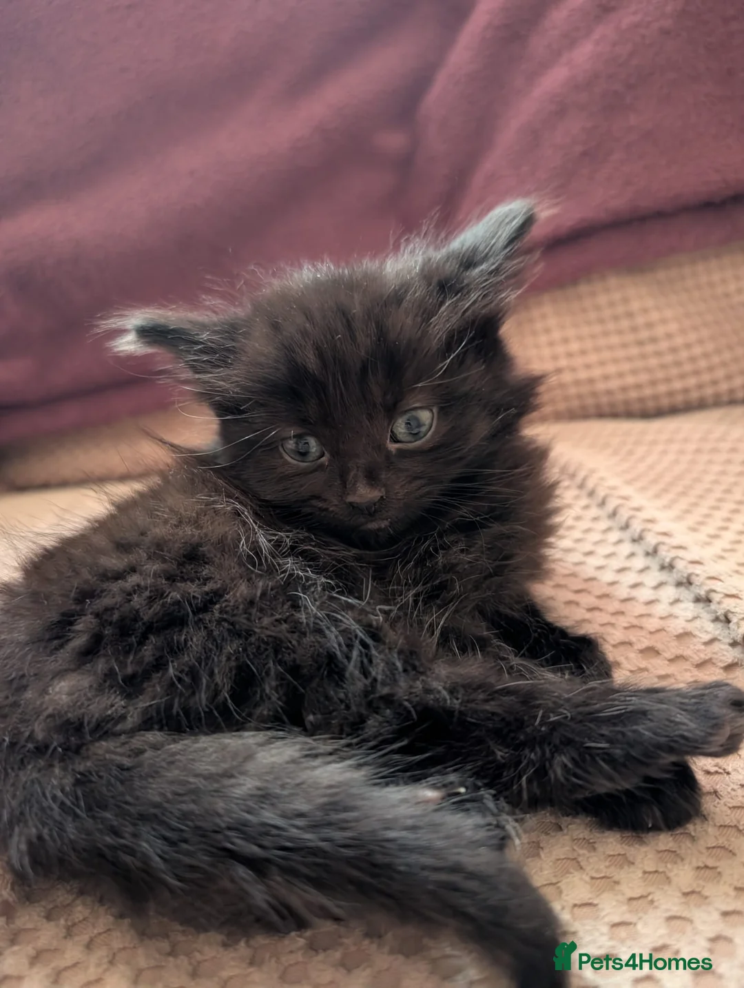 Mixed Breed cats for sale: 6 beautiful kittens for sale - Advert 7