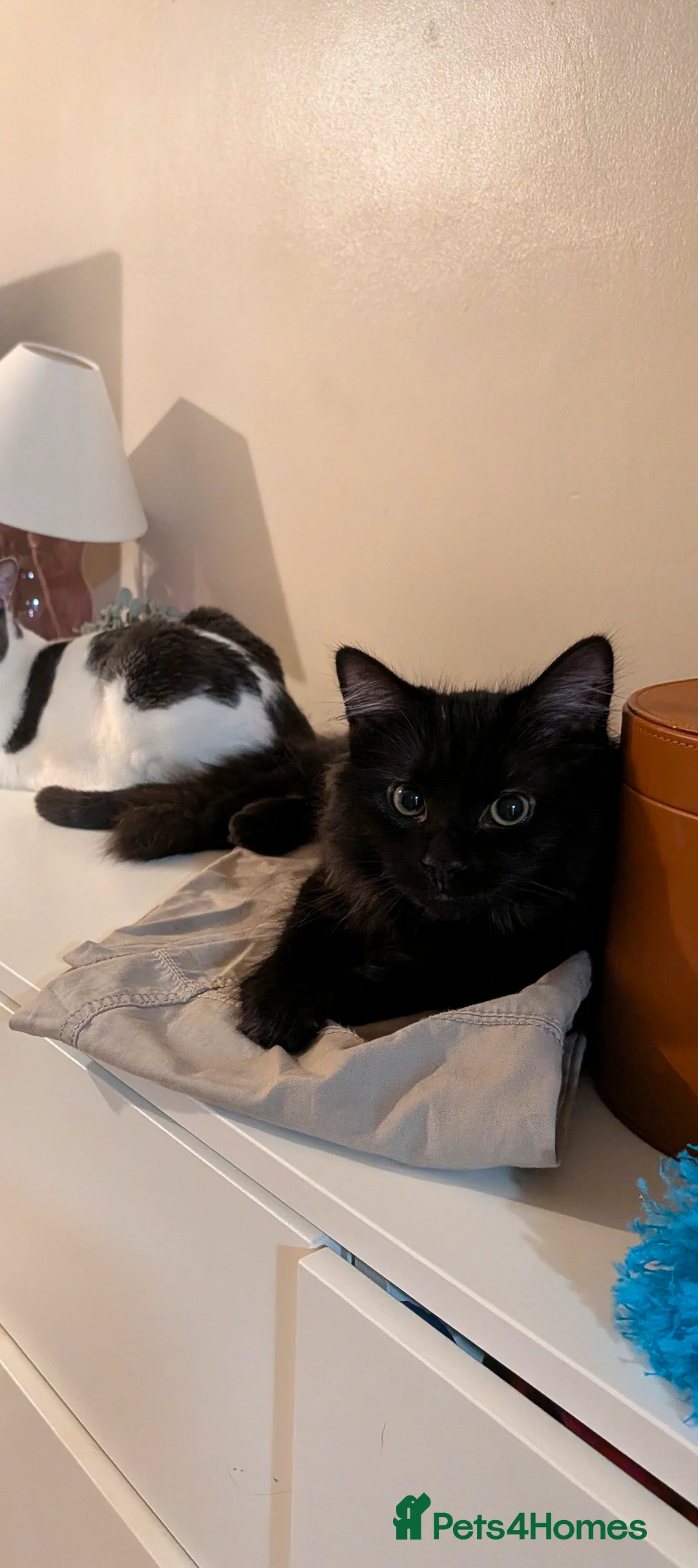 British Longhair cats for sale: Maine Coon / British Longhair kitten - Advert 4