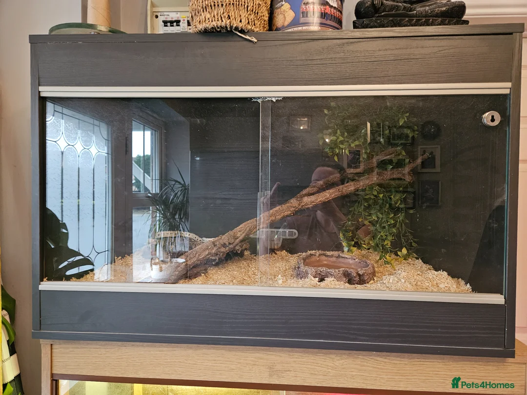 Snake reptiles for sale: California King Snake in Wisbech - Advert 3