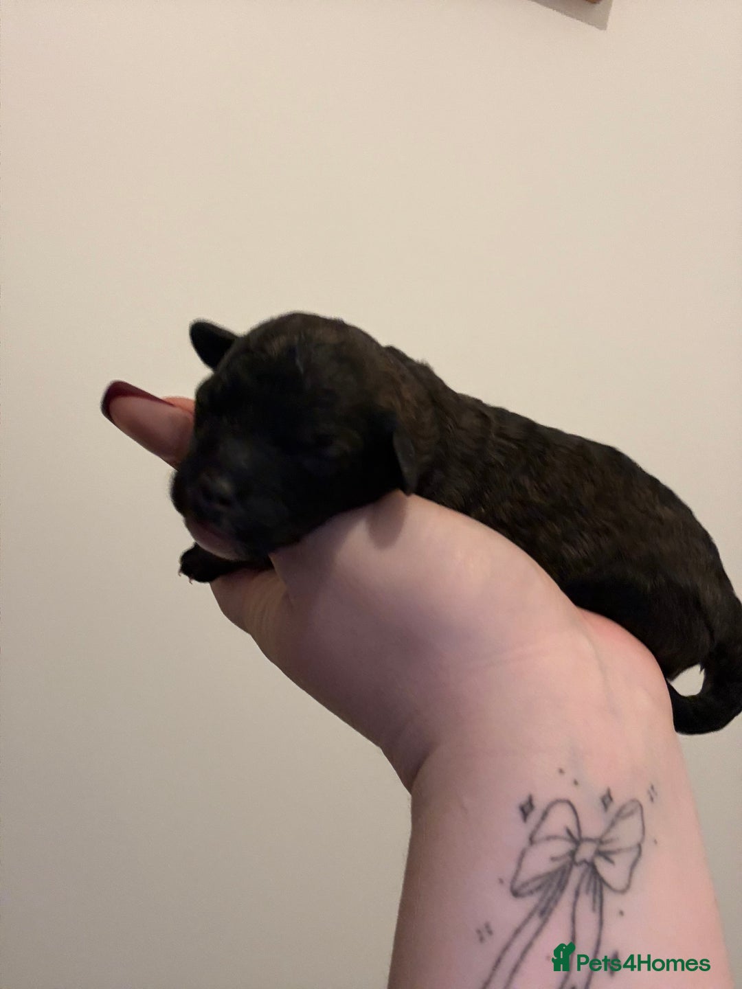 Poochon dogs for sale: 5 stunning poochon puppies with rare colourings  - Advert 10